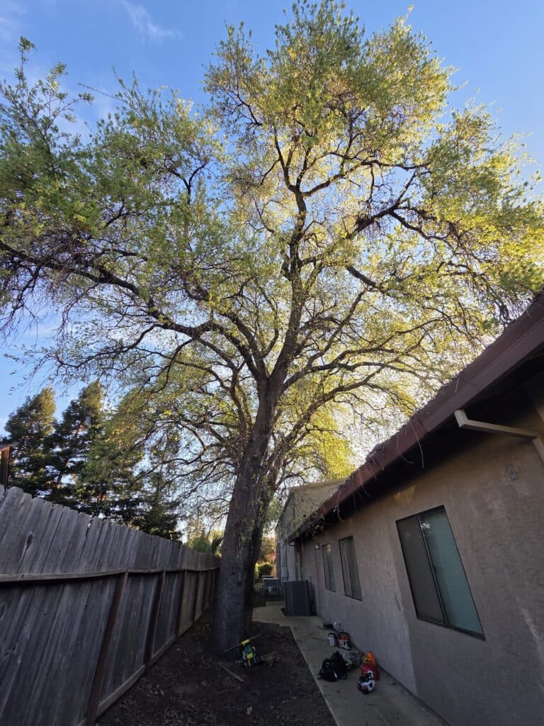 Tree removal project in Sacramento, CA