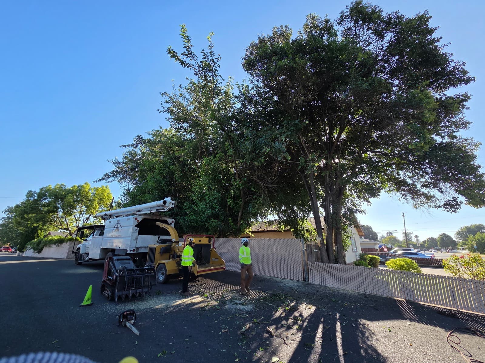 Oak Tree Removal
