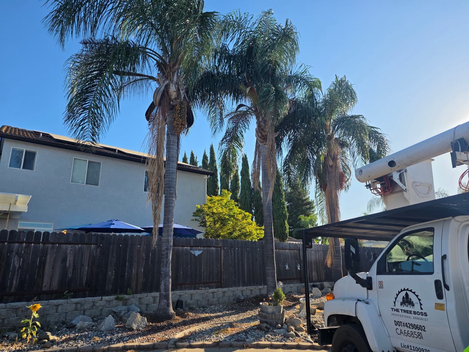 Palm Tree Removal
